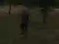 שפּיל FPS Agency: Forest אָנליין