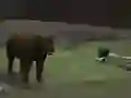 שפּיל Bear Den אָנליין