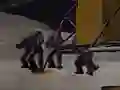 שפּיל Apollo Survival אָנליין