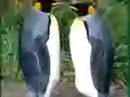 שפּיל Penguin Puzzle אָנליין