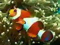 שפּיל Underwater Hidden Numbers אָנליין