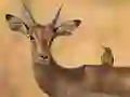שפּיל Wild Deer Jigsaw אָנליין
