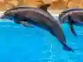 שפּיל Sea Dolphin Jigsaw אָנליין