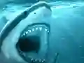 שפּיל Hungry Shark אָנליין