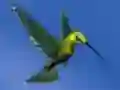 שפּיל Hummingbird House Escape אָנליין