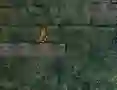 שפּיל Bunny Adventure אָנליין