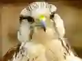 שפּיל Gyrfalcon Jigsaw אָנליין