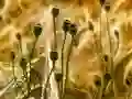 שפּיל Poppy Bud Jigsaw אָנליין