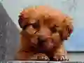 שפּיל Puppy Puzzle אָנליין