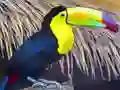 שפּיל Toucan Bird Jigsaw אָנליין