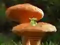 שפּיל Mushroom Plant Land Escape אָנליין