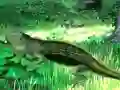 שפּיל Lizard Forest Escape אָנליין