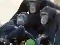 שפּיל Funny Chimpanzee Jungle Escape אָנליין