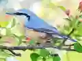 שפּיל Hidden Spots Birds אָנליין