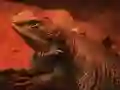שפּיל Dragon Lizard Jigsaw אָנליין