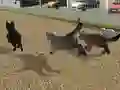 שפּיל Run Cat Cat Race אָנליין