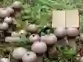 שפּיל Lycoperdon Mushroom Land Escape אָנליין