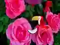 שפּיל Precious Rose Escape אָנליין