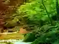 שפּיל Peaceful Rainbow Forest Escape אָנליין