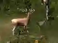 שפּיל Sniper Hunting Deadly Animal אָנליין