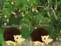 שפּיל Escape From Mango Farm אָנליין