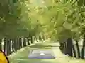 שפּיל Pair of Cat Escape אָנליין