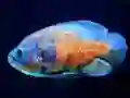 שפּיל Tiger Fish Jigsaw אָנליין
