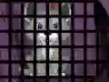 שפּיל Trapped Wolf Rescue אָנליין