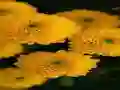 שפּיל Chrysanthemums Jigsaw אָנליין