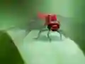 שפּיל Dragon Fly Jigsaw אָנליין