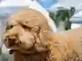שפּיל Labradoodle Jigsaw אָנליין