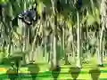 שפּיל Rescue Tasmanian Tiger אָנליין
