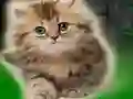 שפּיל Couple Kitten Escape אָנליין