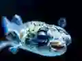 שפּיל Puffer Fish Jigsaw אָנליין