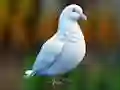 שפּיל Realistic Pigeon Rescue אָנליין