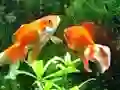 שפּיל Blue Fish Escape אָנליין