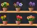 שפּיל Good Flower Master אָנליין