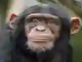 שפּיל Chimpanzee Jigsaw אָנליין