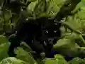 שפּיל Escape from Black Panther Forest אָנליין