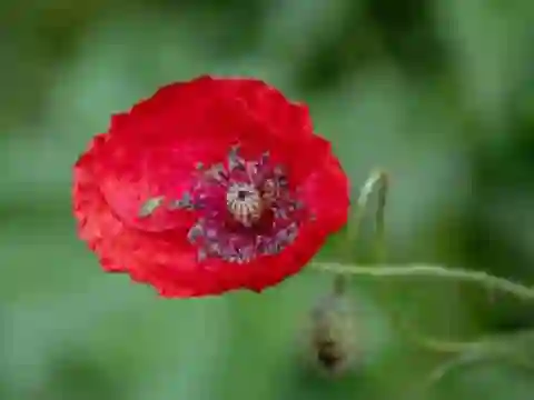 שפּיל Poppy Nature Flower Jigsaw אָנליין