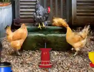 שפּיל Poultry Farm Easter Escape אָנליין