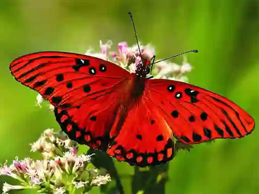 שפּיל Nature Jigsaw Puzzle Butterfly אָנליין