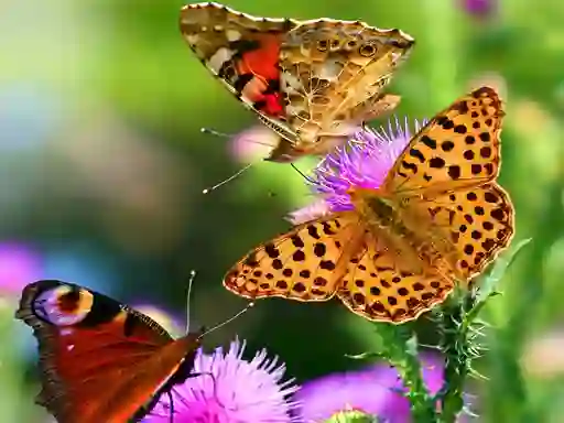 שפּיל Butterfly Slide אָנליין