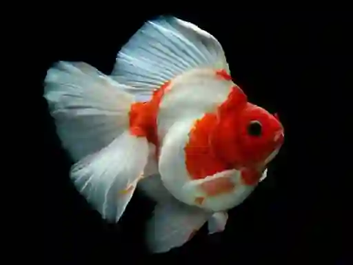 שפּיל Gold Fish Jigsaw Puzzle אָנליין