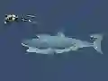 שפּיל Mad Shark אָנליין