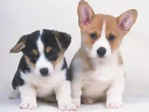 שפּיל Cute Puppies Puzzle אָנליין