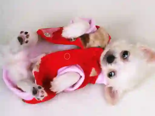 שפּיל Lovely Puppy Slide אָנליין