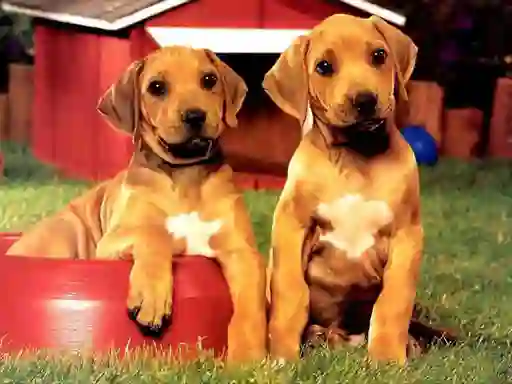 שפּיל Puppy Pairs Puzzle אָנליין