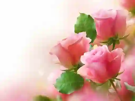 שפּיל Pink Roses אָנליין