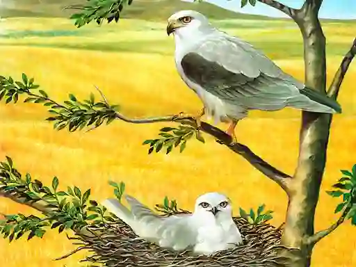 שפּיל Birds Of Prey Puzzle אָנליין